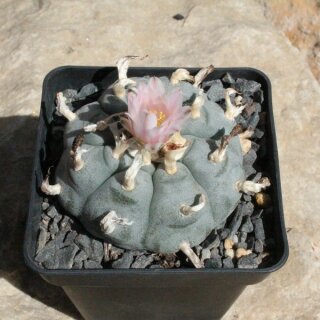 Lophophora williamsii Ø5-6 cm