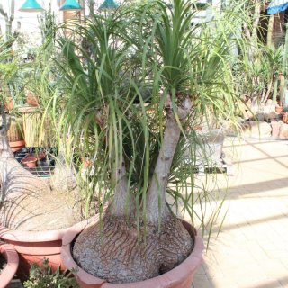 Elefantenfuß - Beaucarnea recurvata 160cm