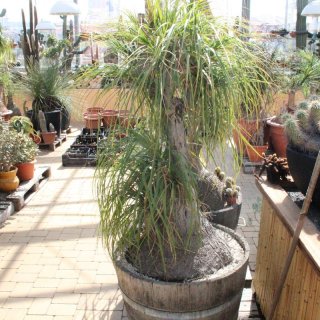 Elefantenfuß - Beaucarnea recurvata 180cm im Fass