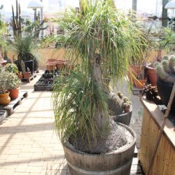 Elefantenfuß - Beaucarnea recurvata 180cm im Fass