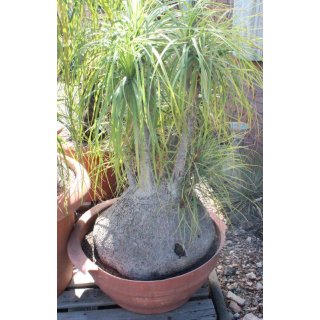 Elefantenfuß - Beaucarnea recurvata 130cm