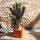 Euphorbia ferox 60cm