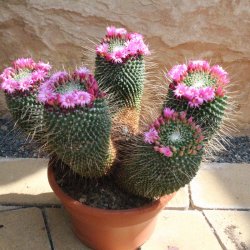 Mammillaria spinosissima "un pico" Gruppe