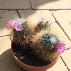 Mammillaria spinosissima "un pico" Gruppe