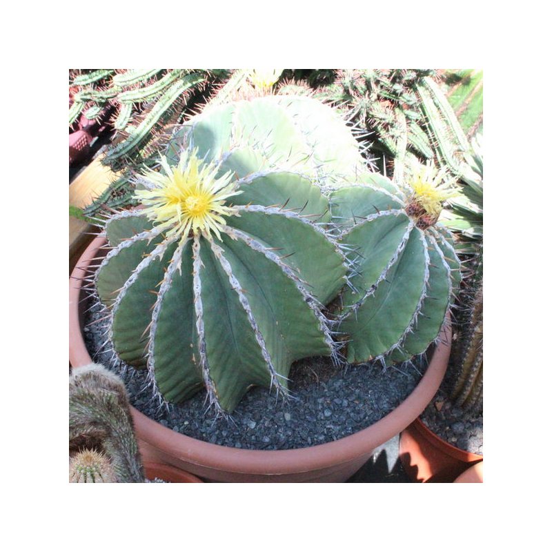 Ferocactus schwarzii Gruppe, 425,00