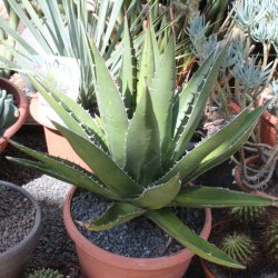 Agave