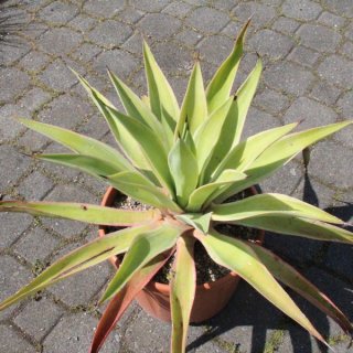 Agave