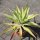 Agave