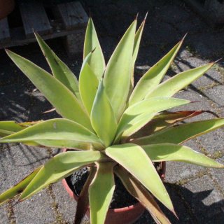 Agave