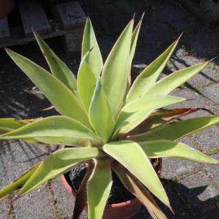 Agave