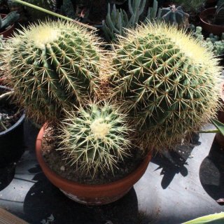 Echinocactus grusonii gelb 3 Köpfe