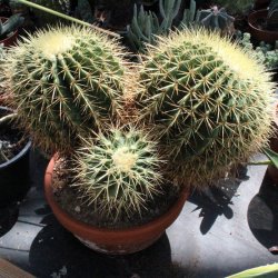 Echinocactus grusonii gelb 3 Köpfe