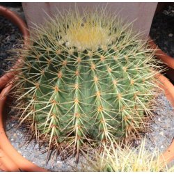 Echinocactus grusonii gelb Ø13cm