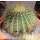 Echinocactus grusonii gelb Ø13cm