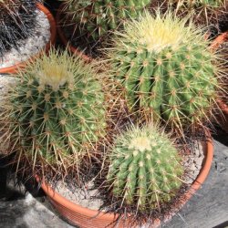 Echinocactus grusonii gelb 3 Köpfe