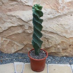 Cereus forbesii var. spiralis 30-40cm