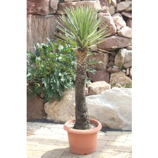 Yucca filifera 150cm