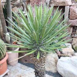 Yucca filifera 150cm