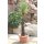 Yucca filifera 150cm