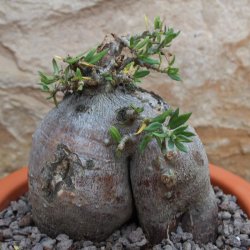 Pachypodium bispinosum caudex &Oslash;16m, H&ouml;he:15cm