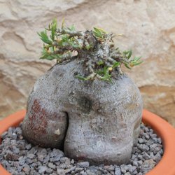 Pachypodium bispinosum caudex Ø16m, Höhe:15cm