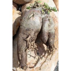 Pachypodium bispinosum caudex Ø16m, Höhe:15cm