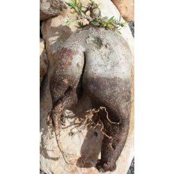 Pachypodium bispinosum caudex Ø16m, Höhe:15cm