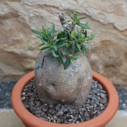 Pachypodium bispinosum caudex Ø9m, Höhe:11cm