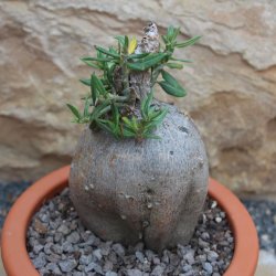 Pachypodium bispinosum caudex Ø9m, Höhe:11cm