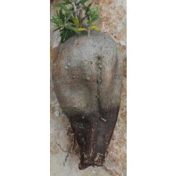 Pachypodium bispinosum caudex Ø9m, Höhe:11cm