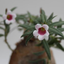 Pachypodium bispinosum caudex Ø10m, Höhe:14cm