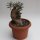 Pachypodium bispinosum caudex &Oslash;10m, H&ouml;he:14cm
