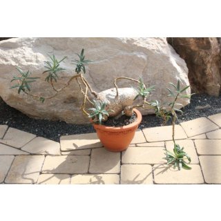 Pachypodium caudex Breite:20m, Höhe:10cm