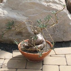 Pachypodium caudex Ø18m, Höhe:11cm
