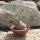 Pachypodium caudex &Oslash;18m, H&ouml;he:11cm