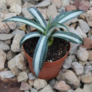 Agave americana var. mediopicta f. alba