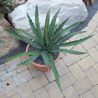 Agave xylonacantha 60-70cm