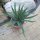 Agave xylonacantha 60-70cm