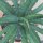 Agave xylonacantha 60-70cm
