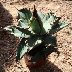 Agave titanota 13-15cm