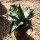 Agave titanota 13-15cm