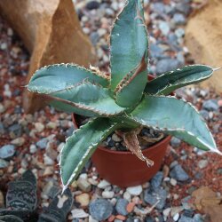 Agave titanota 9-12cm