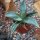 Agave titanota 9-12cm