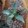 Agave titanota 9-12cm