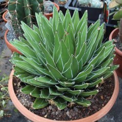 Agave victoriae-reginae 30cm