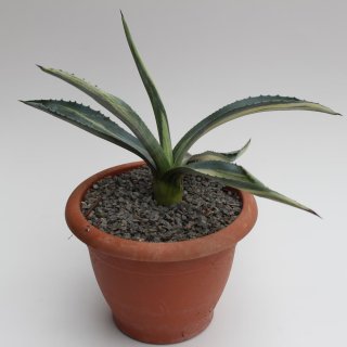 Agave americana var. striata ssp. americana 25-30cm