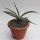 Agave americana var. striata ssp. americana 25-30cm