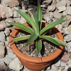 Agave vivipara var. marginata 20cm