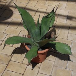 Agave salmiana var. ferox 60cm