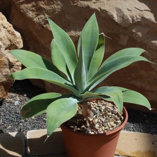 Agave attenuata 30-40cm mit Stamm